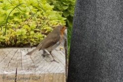 The robin is sat right next to these visitors
