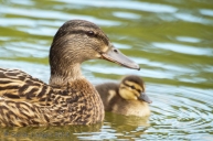 Mallard with her young duckling