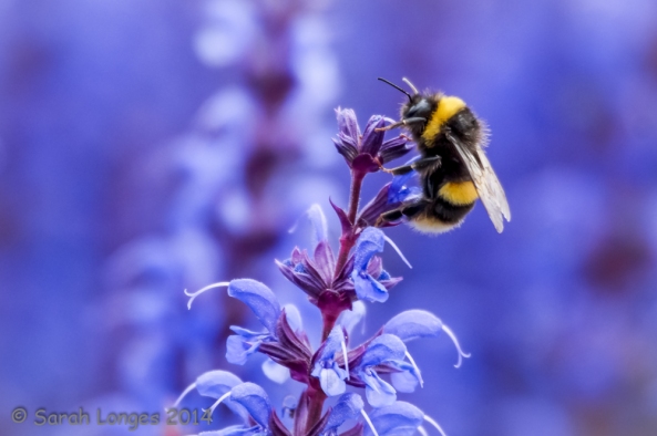 Blue Monday: Busy Bee