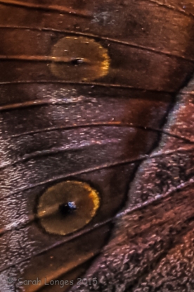 The details of the Indian Leafwing's wing