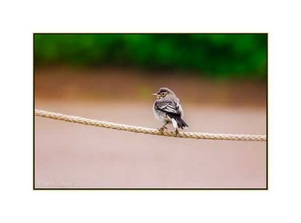 Fledgling Pied Wagtail