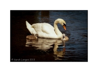 Swan and Cygnets