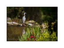 Heron by the Serpentine Waterfall