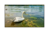 Swan on The Serpentine