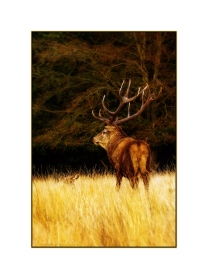 Stag at Richmond Park