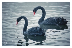 Black Swans at Trentham Gardens