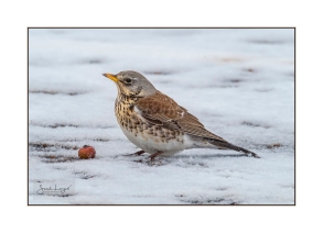 Fieldfare with food