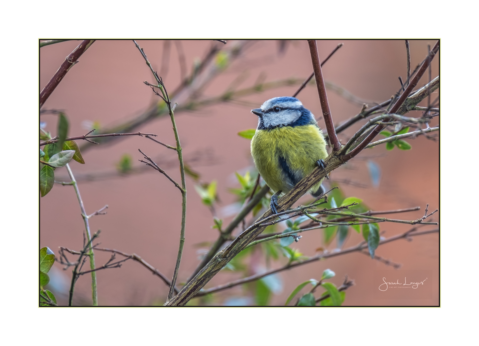 Blue Tit and budding Spring leaves