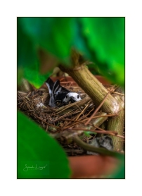 Pied Wagtail Nesting