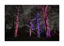Christmas At Kew, Firework Trees
