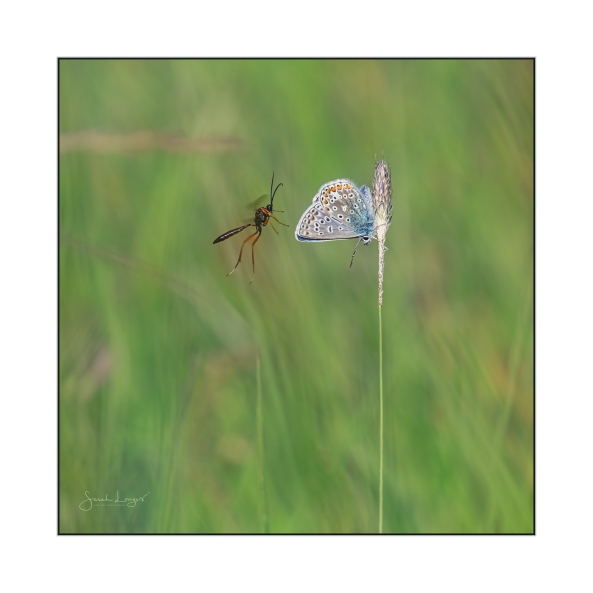 Ichneumonid parasitoid wasp and common blue butterfly