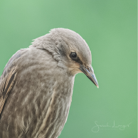 Juvenile starling